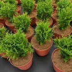 Tuja západná (Thuja occidentalis) ´TINY TIM´ - výška 20-30 cm, kont. C3L